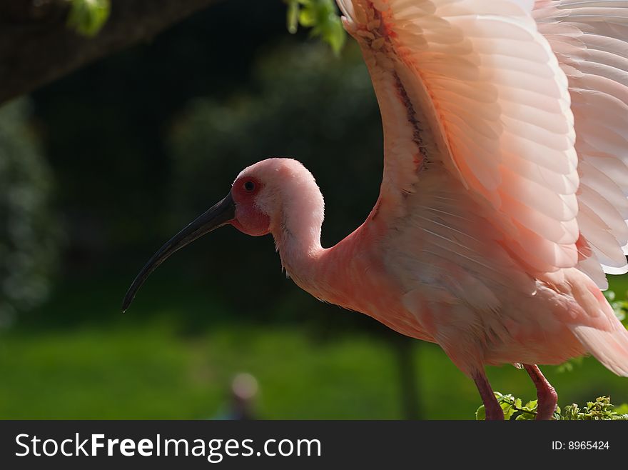 Red Ibis after a bath - Ciconiiformes - Threskiornithinae - Eudocimus Ruber. Red Ibis after a bath - Ciconiiformes - Threskiornithinae - Eudocimus Ruber