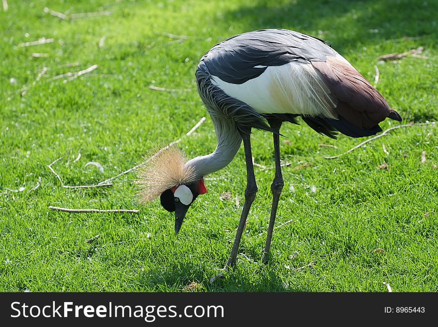 Crowned Crane - Balearica Pavonina searching for food