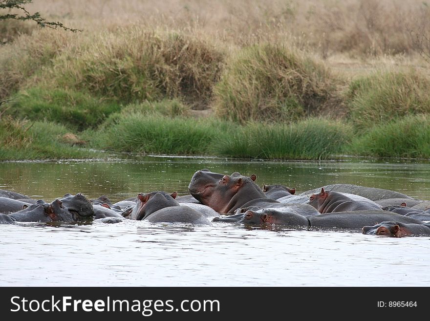 Group of hippos (Hippopotamus amphibius) in a pond in Serengeti National Park, Tanzania