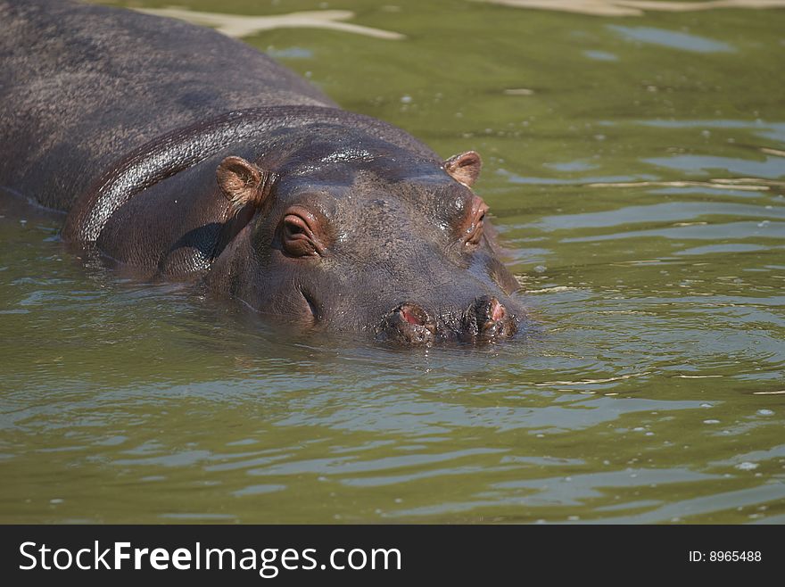 Hippopotamus amphibius looking around from low water