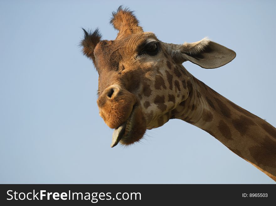 Giraffa camelopardalis showing off its slanderous tongue