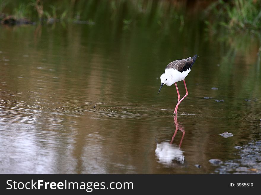 Black-winged Stilt (Himantopus himantopus) wading in Serengeti National Park, Tanzania