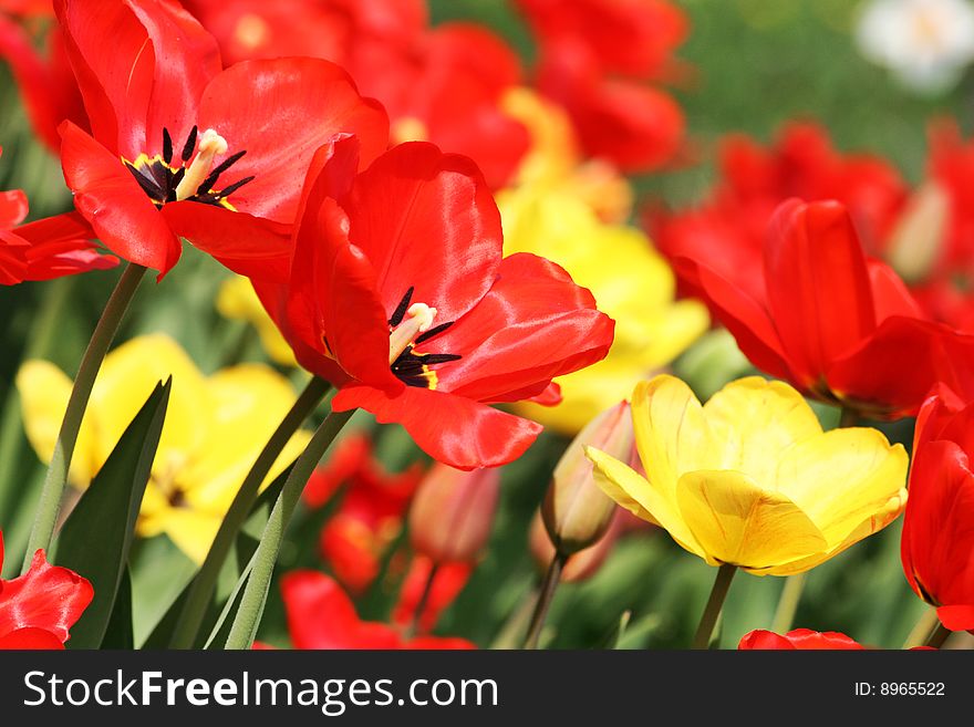 Many fresh spring tulip in the garden. Many fresh spring tulip in the garden