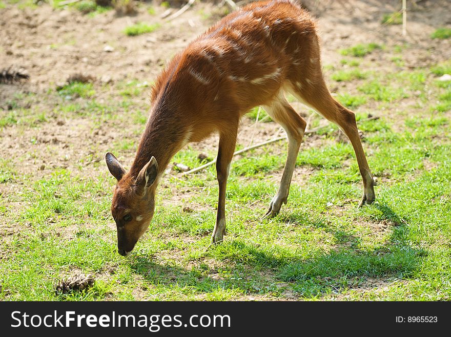 Fallow deer standing alone in a grass field