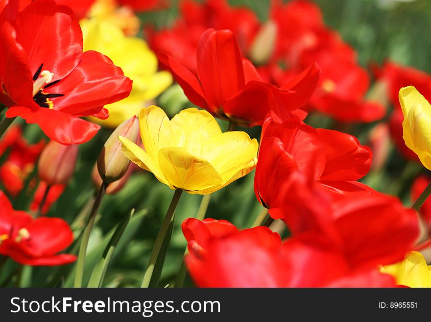 Many fresh spring tulip in the garden. Many fresh spring tulip in the garden
