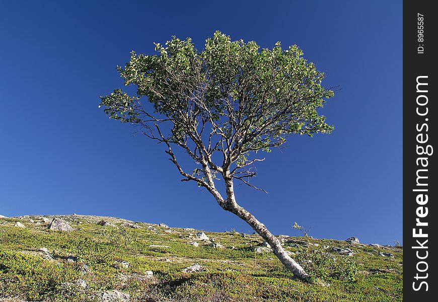 A Lonely tree in the mountain