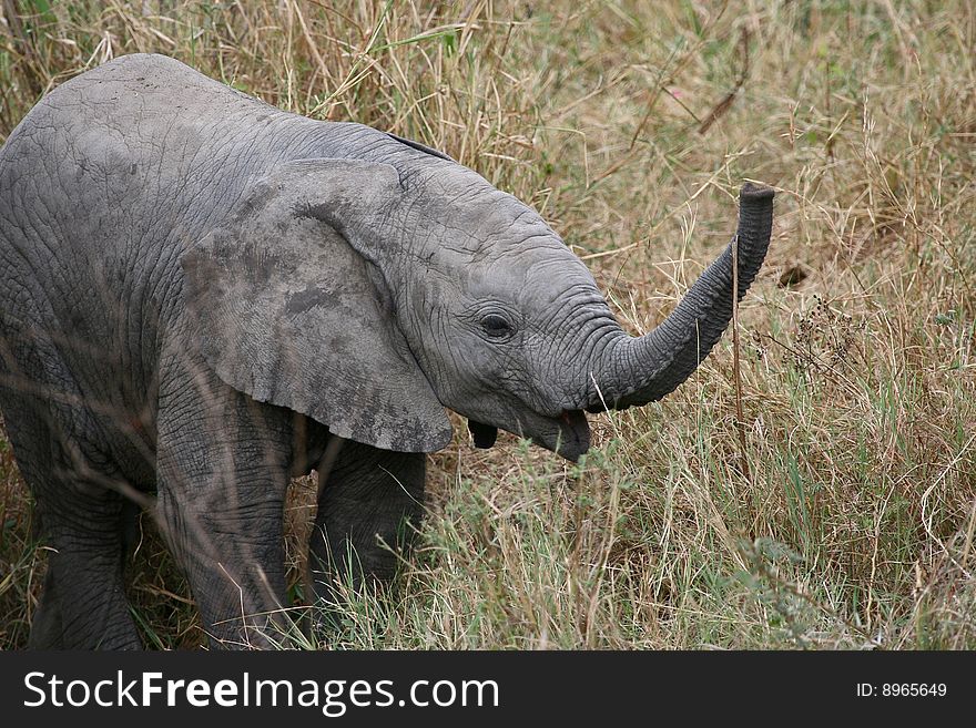 Baby elephant (Loxodonta africana) in Serengeti National Park, Tanzania