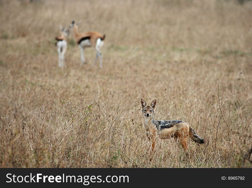 Black-Backed Jackal (Canis mesomelas) looking for a prey (Serengeti National Park, Tanzania)