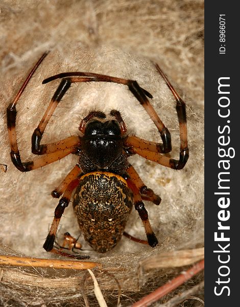 Large spider female on a nest (Serengeti National Park, Tanzania)