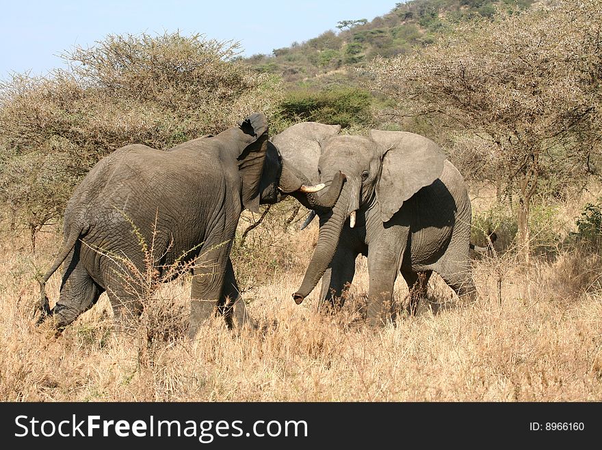 Elephant males fighting (Loxodonta africana) in Serengeti National Park, Tanzania. Elephant males fighting (Loxodonta africana) in Serengeti National Park, Tanzania