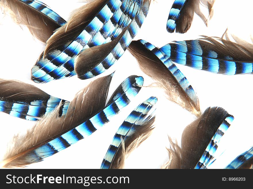 Background made of jay feathers isolated on white