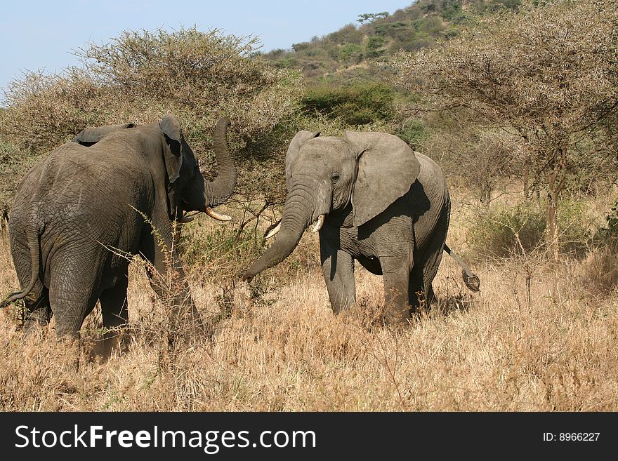 Two elephant males fighting (Loxodonta africana) in Serengeti National Park, Tanzania