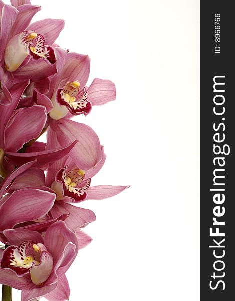 Close-up of dark pink orchid against white background. Close-up of dark pink orchid against white background