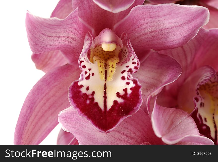 Close-up of dark pink orchid against white background. Close-up of dark pink orchid against white background