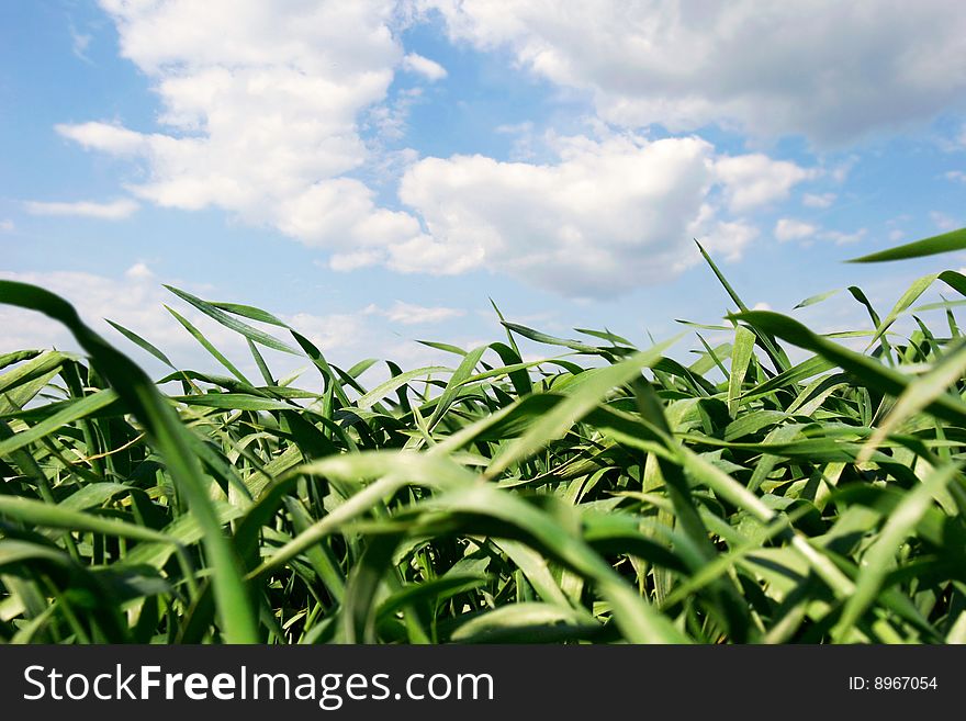 Green grass over sky background