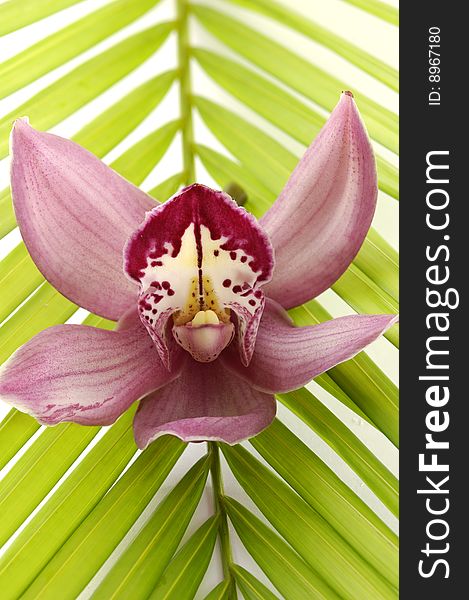 Close up pink orchid and palm leaf. Close up pink orchid and palm leaf