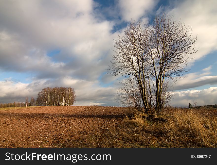 Rural landscape with two trees