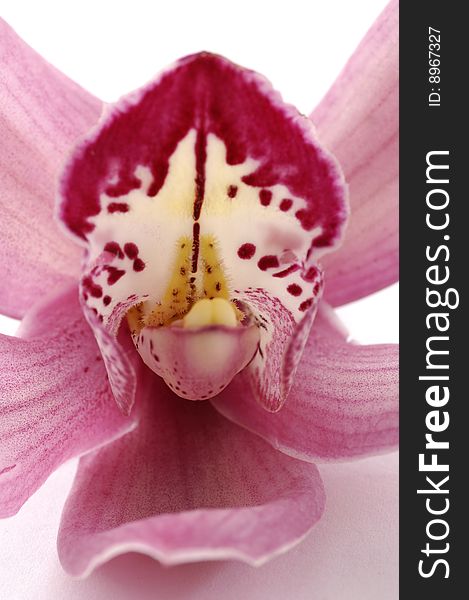 Close-up pink orchid isolated on white. Close-up pink orchid isolated on white