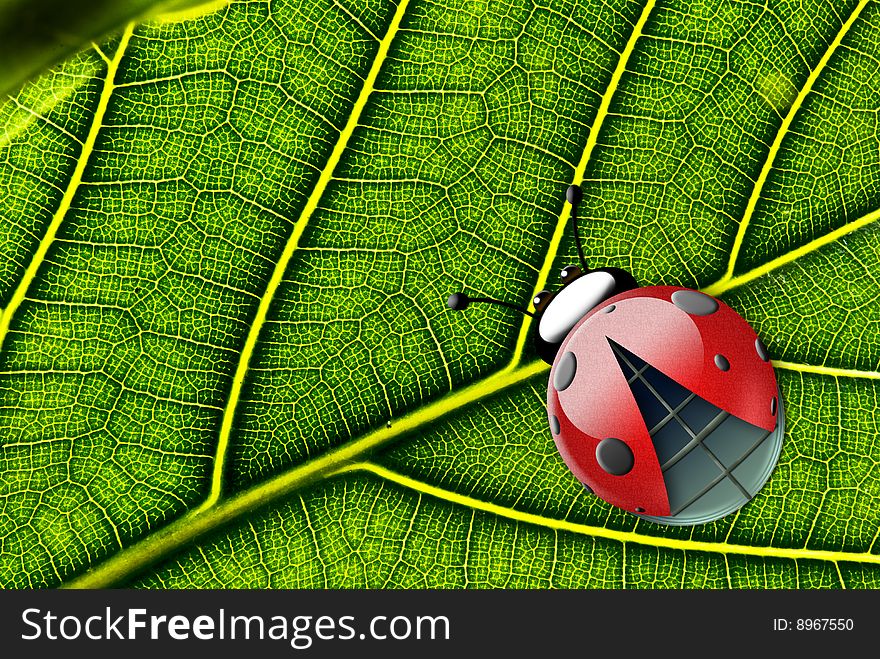 Ladybug