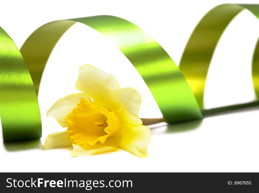 Yellow daffodil isolated on a white background