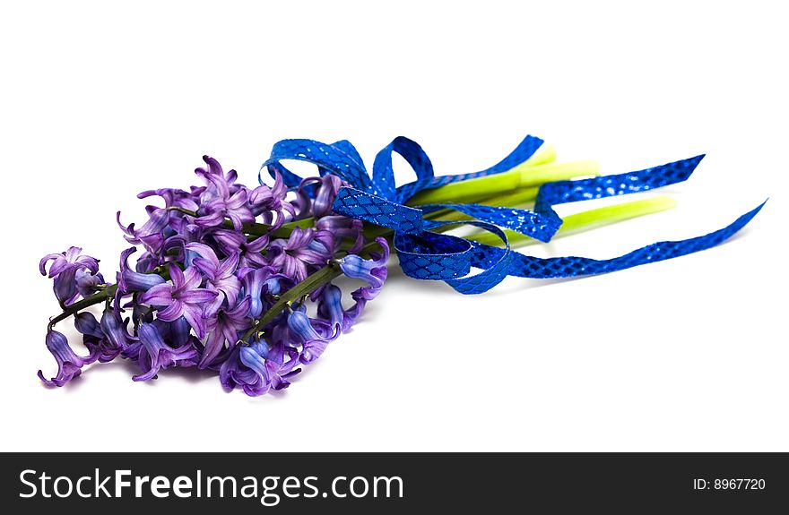 Violet Flowers Isolated