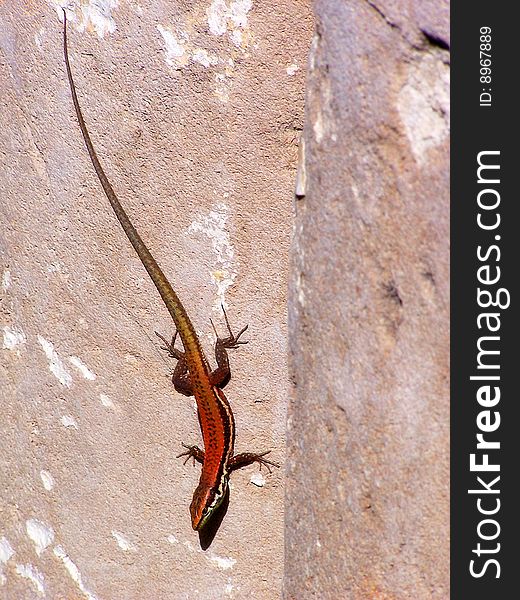 Lizzard on Rock