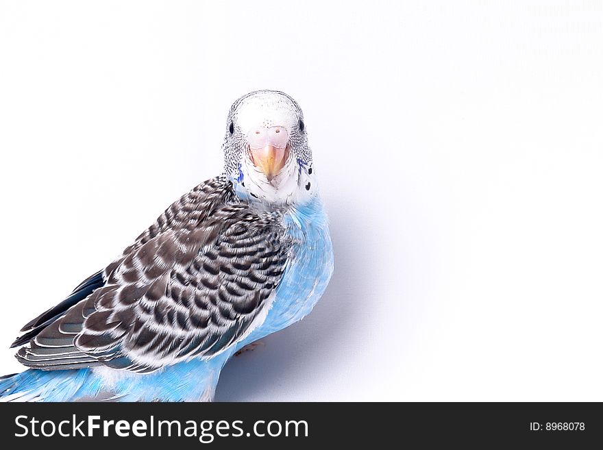 Blue, black and white bird on blank background