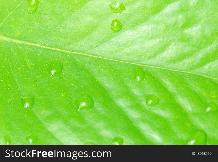 Natural green leaf with water. natural background
