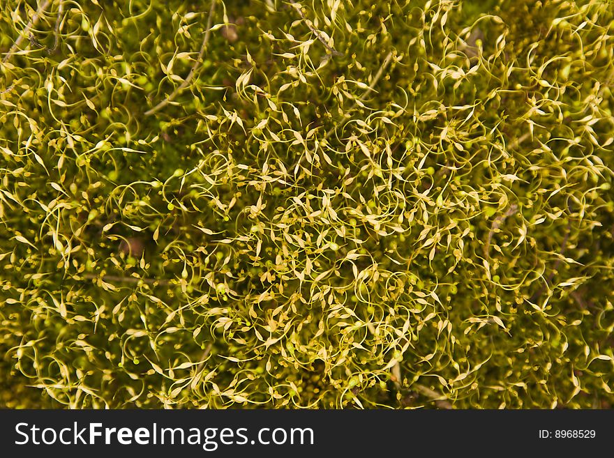 Abstract mossy background 2