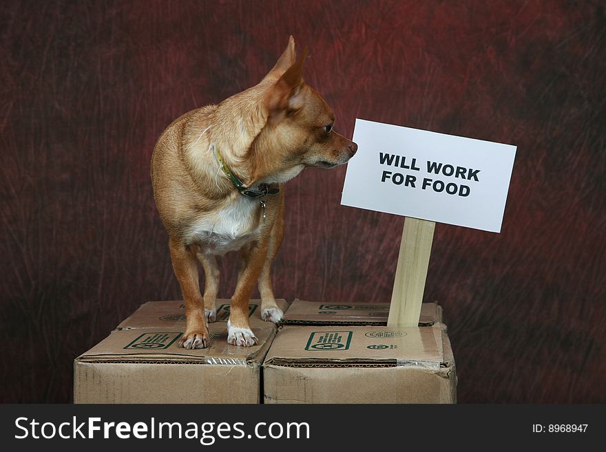 An image of a dog with a sign for help. An image of a dog with a sign for help
