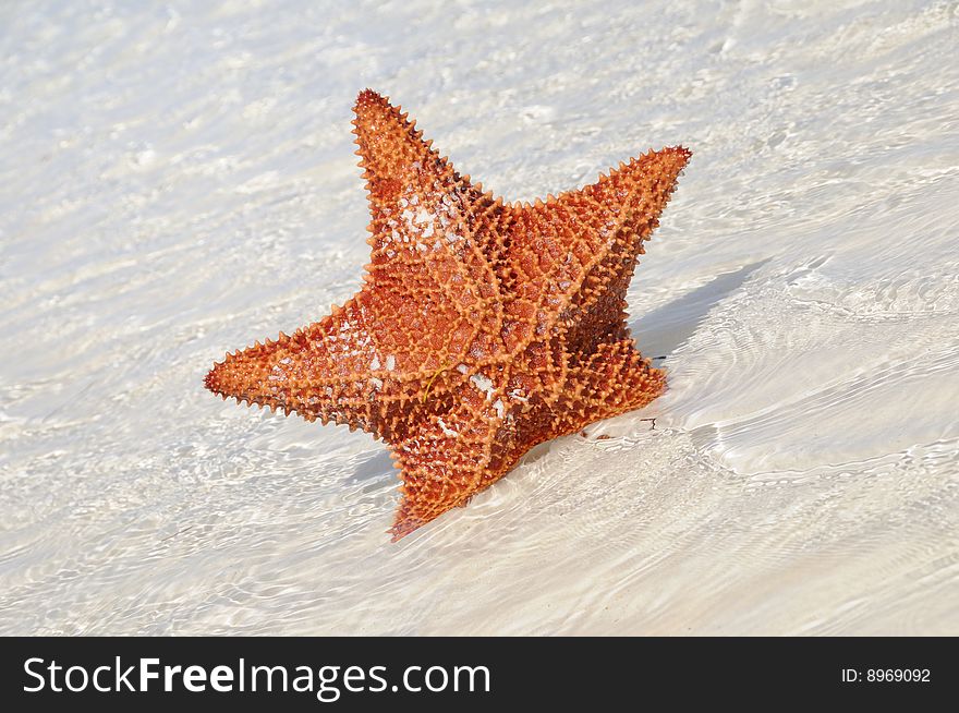 Detail of big starfish on shallow water of tropical beach