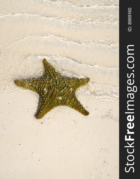 Green starfish on the shore of tropical beach