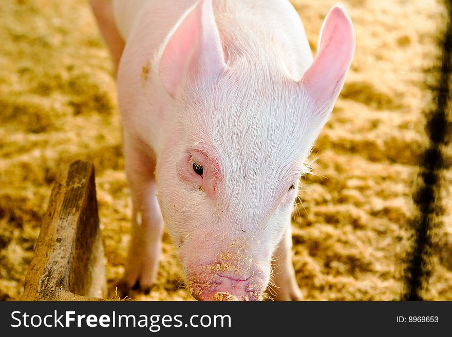 Pig Feeding On The Farm