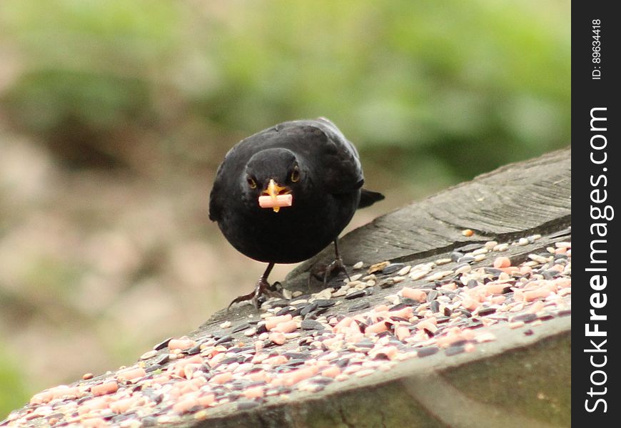 Male Blackbird getting his strength up ready for the breeding season. The high-energy suet nibbles was the food of choice today. Wheelock Rail Trail, Sandbach, Cheshire. 10/03/2017. Male Blackbird getting his strength up ready for the breeding season. The high-energy suet nibbles was the food of choice today. Wheelock Rail Trail, Sandbach, Cheshire. 10/03/2017