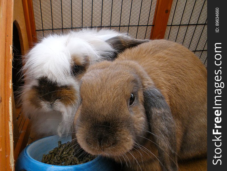 The bunnies eating their breakfast. The bunnies eating their breakfast.
