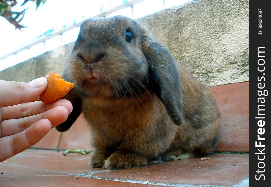 &x22;Do I Bite The Carrot Or The Finger&x22;