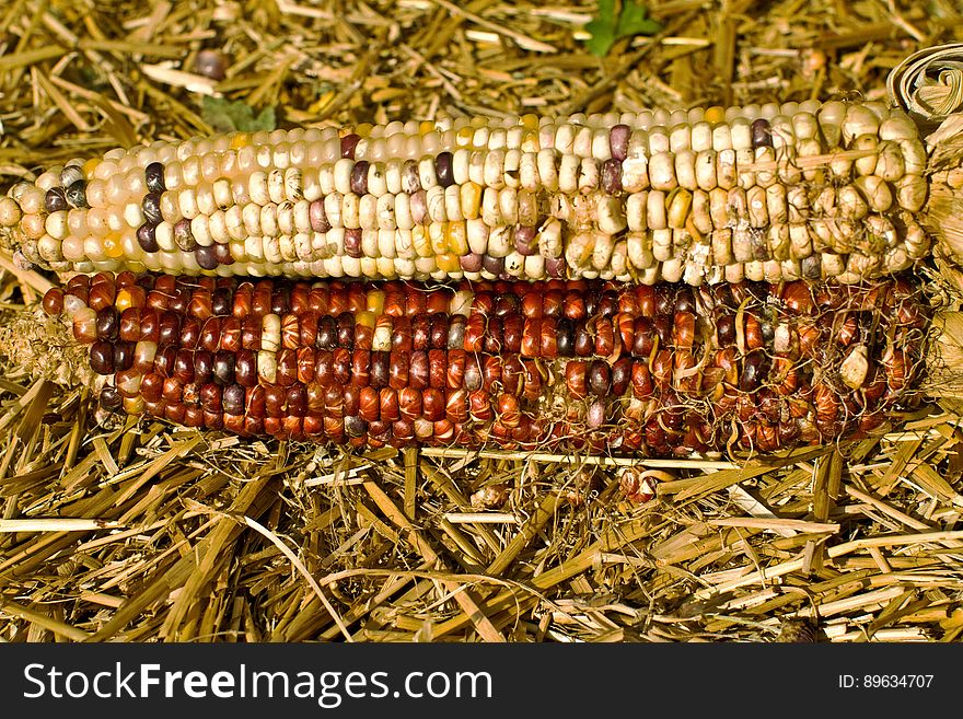 Maize &#x28;corn&#x29; at Halloween.