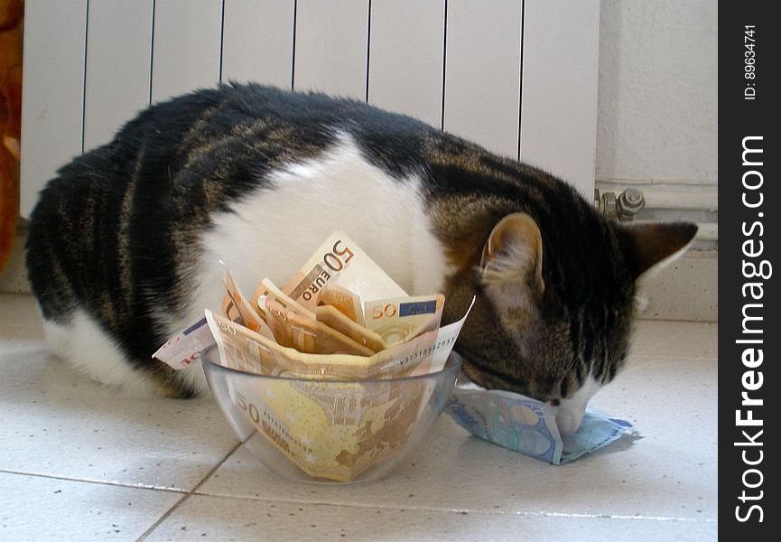 Chiqui enjoying a tasty bowl of euros. Chiqui enjoying a tasty bowl of euros.