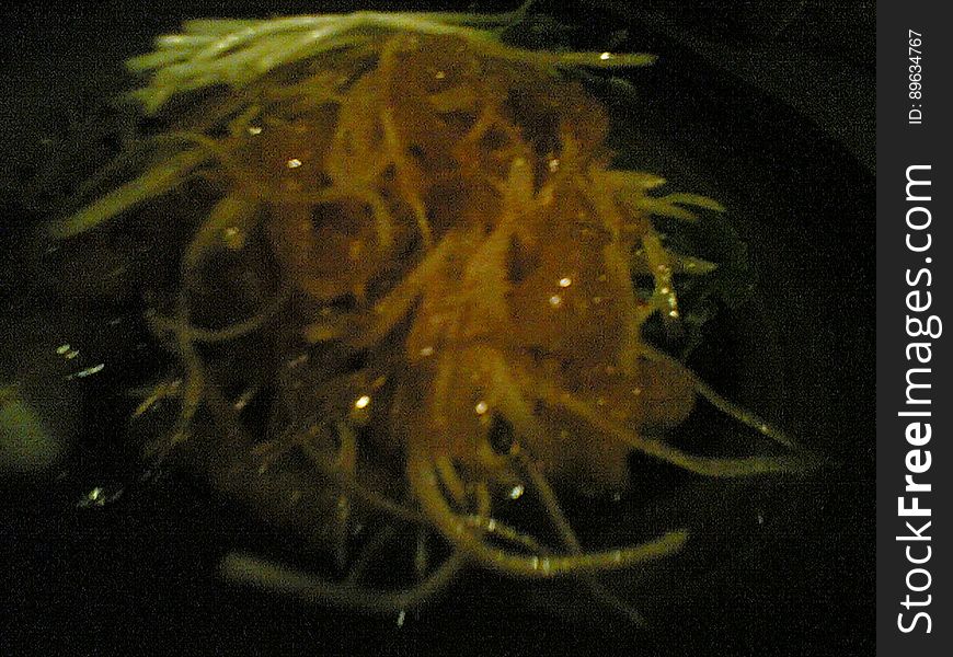 Jelly Fish And Shark Salad At Guu