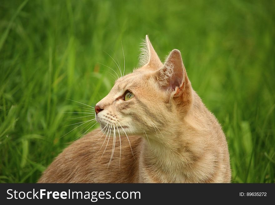 Tan Cat Beside Green Grass during Daytime