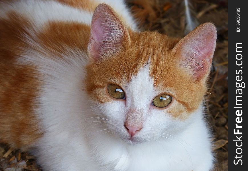 Portrait of orange and white short hair domestic tabby cat on floor looking at camera. Portrait of orange and white short hair domestic tabby cat on floor looking at camera.