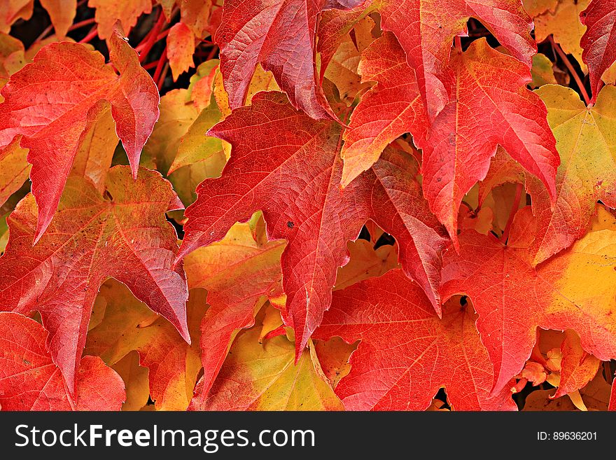 Close up abstract background of red and orange fall foliage. Close up abstract background of red and orange fall foliage.
