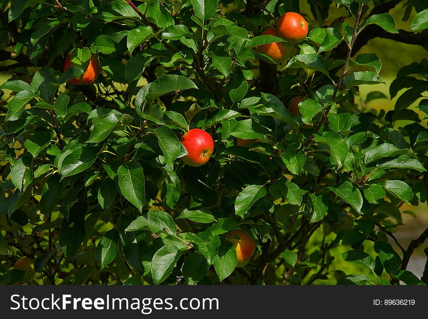 Red apples on branches of green leafy tree in sunny garden. Red apples on branches of green leafy tree in sunny garden.