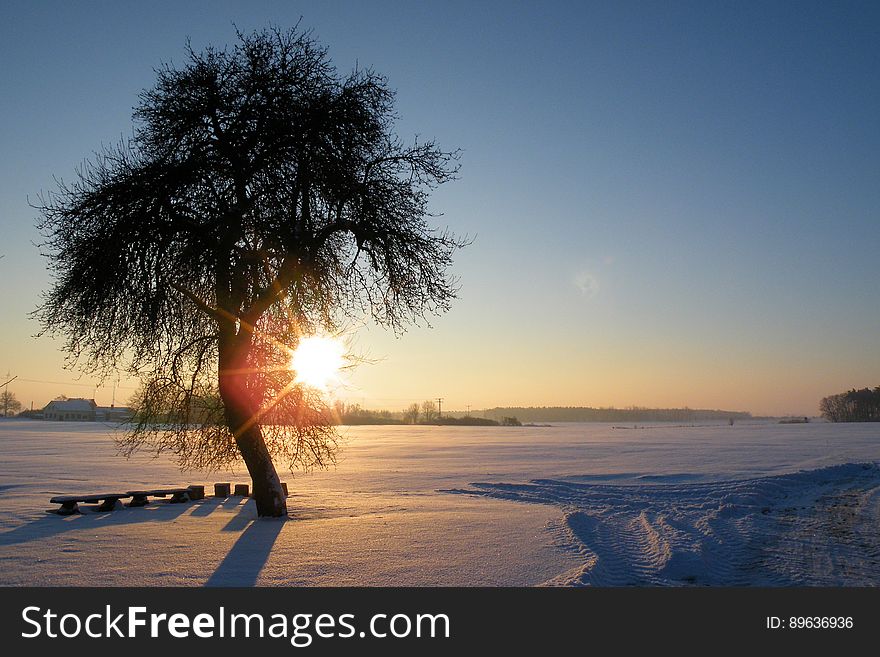 Sunset Over Snowy Field With Tree