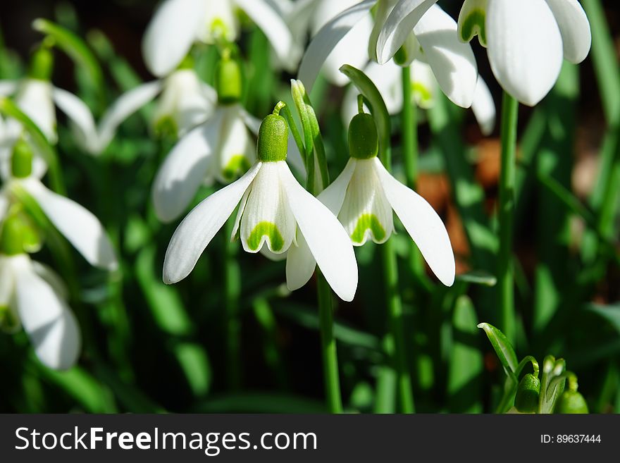 Close up of white spring snowdrop flowers against green stems in sunny garden.