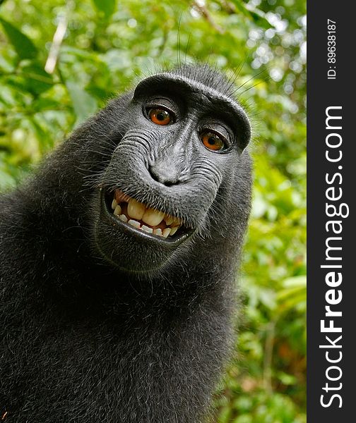 Black Chimpanzee Smiling