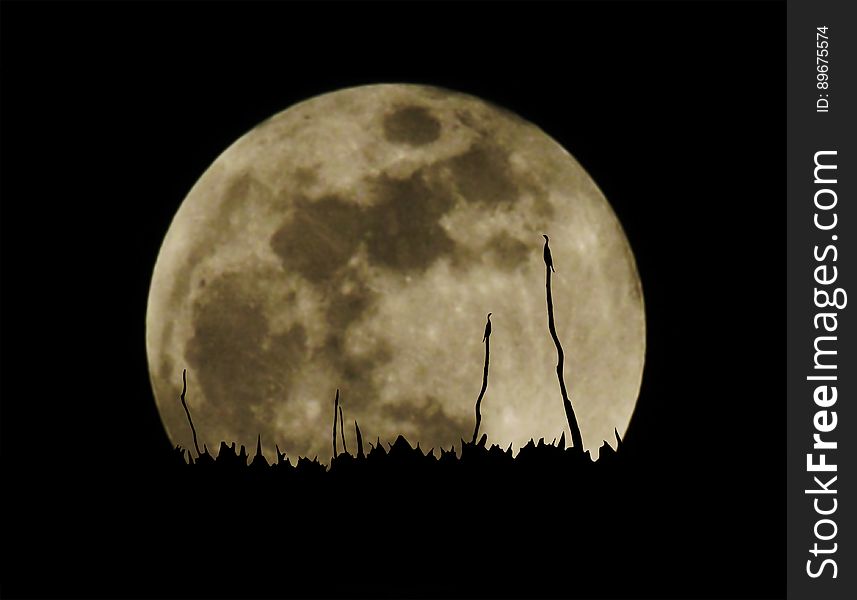 Black silhouette of birds stick on tree branch with blurry full moon background. Black silhouette of birds stick on tree branch with blurry full moon background.