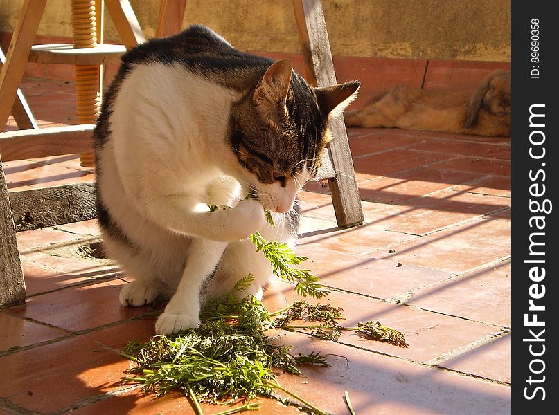 Chiqui Goes Vegetarian!