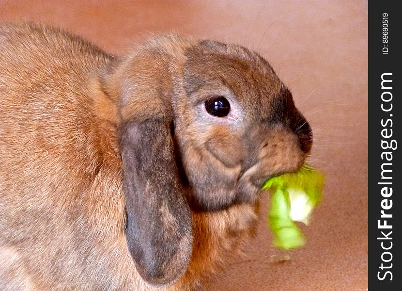 Chewy enjoying some lettuce. Chewy enjoying some lettuce.