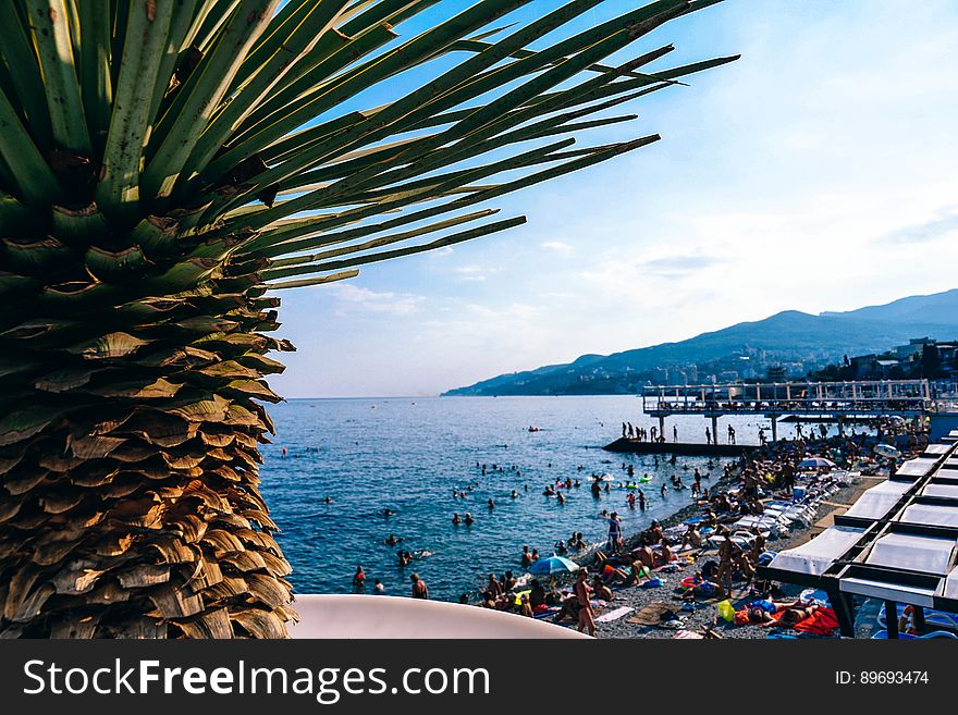 Crowds on waterfront with blue skies on sunny day with palm tree. Crowds on waterfront with blue skies on sunny day with palm tree.